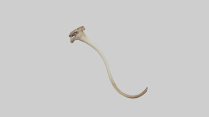 3D model Kangaroo Tibia VR / AR / low-poly