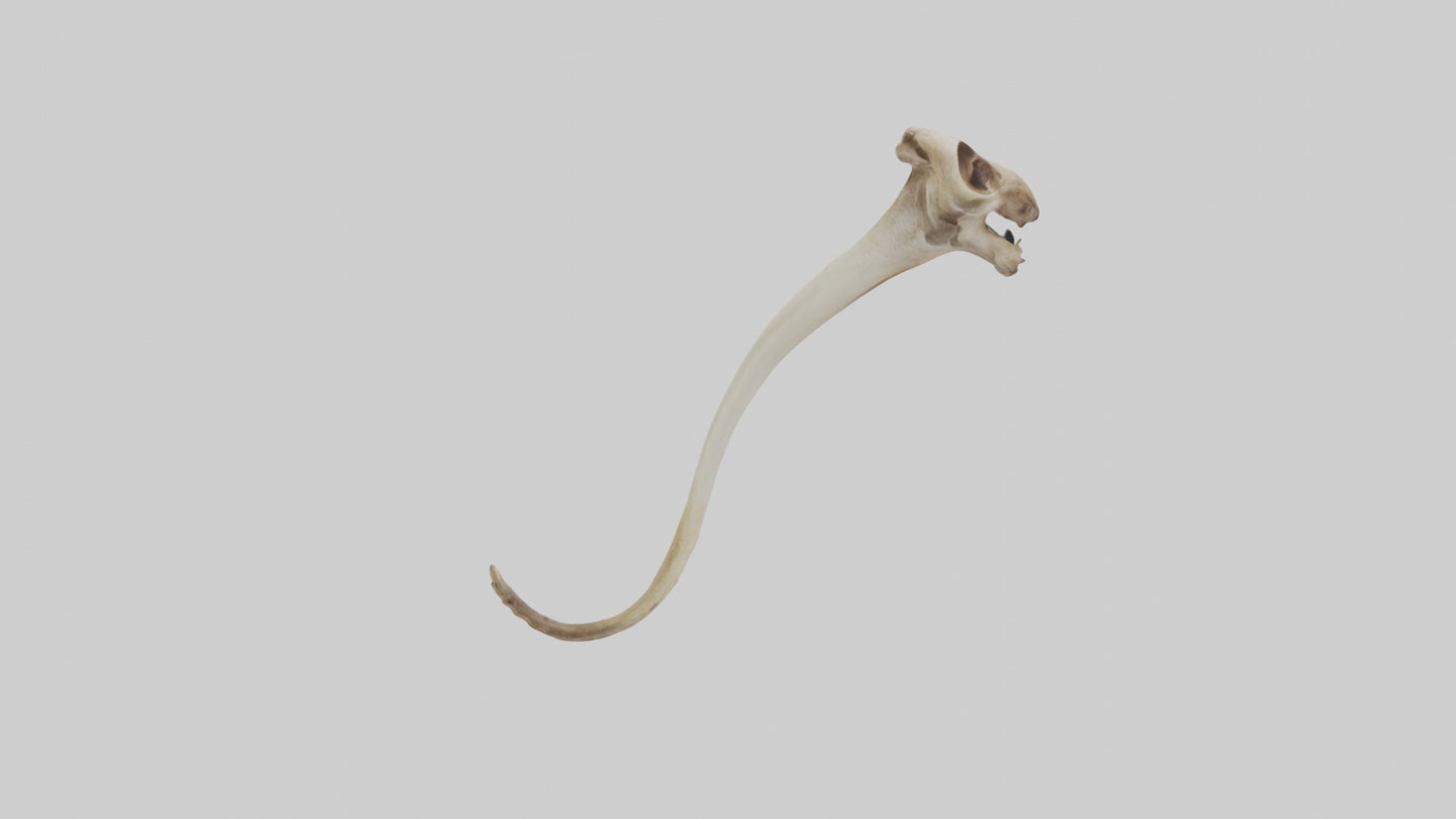 3D model Kangaroo Tibia VR / AR / low-poly