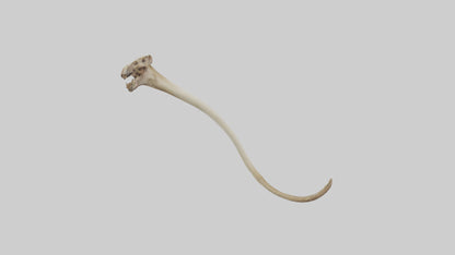 3D model Kangaroo Tibia VR / AR / low-poly