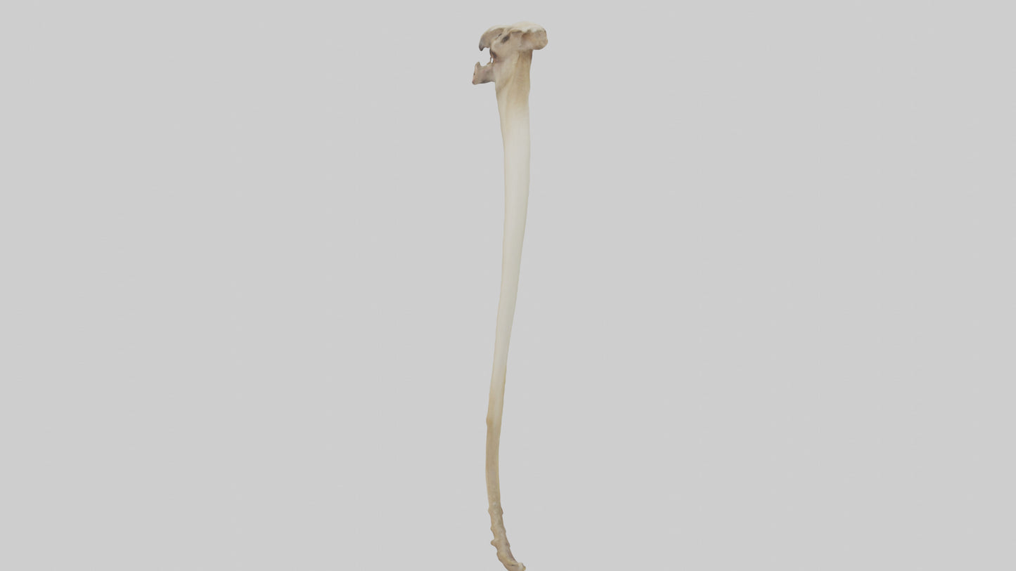 3D model Kangaroo Tibia VR / AR / low-poly