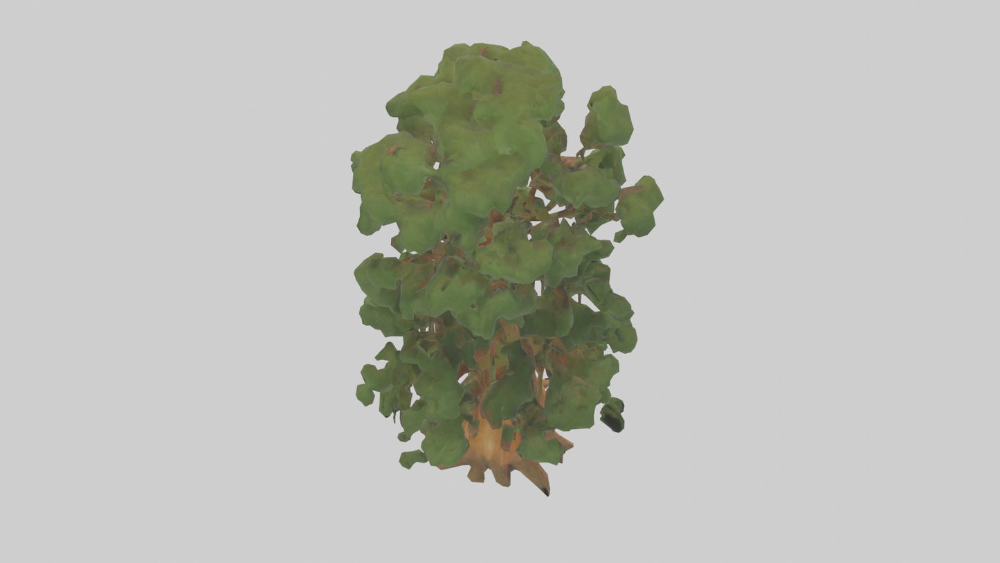 3D model Kauri tree model VR / AR / low-poly