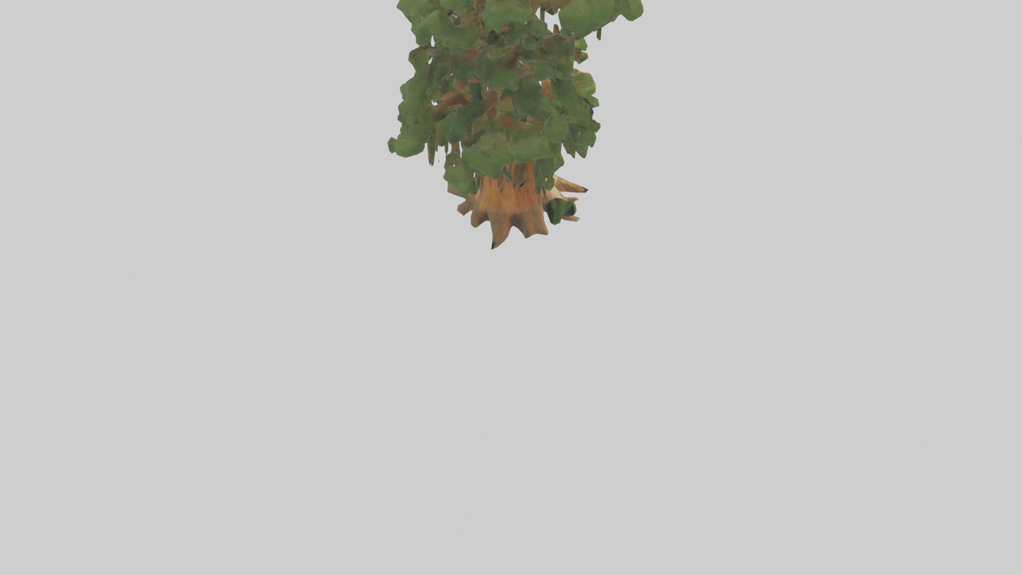 3D model Kauri tree model VR / AR / low-poly