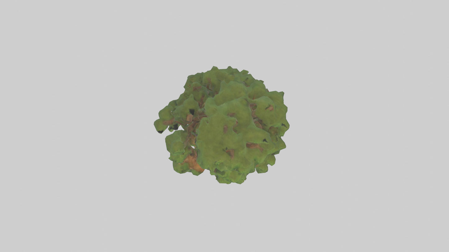 3D model Kauri tree model VR / AR / low-poly