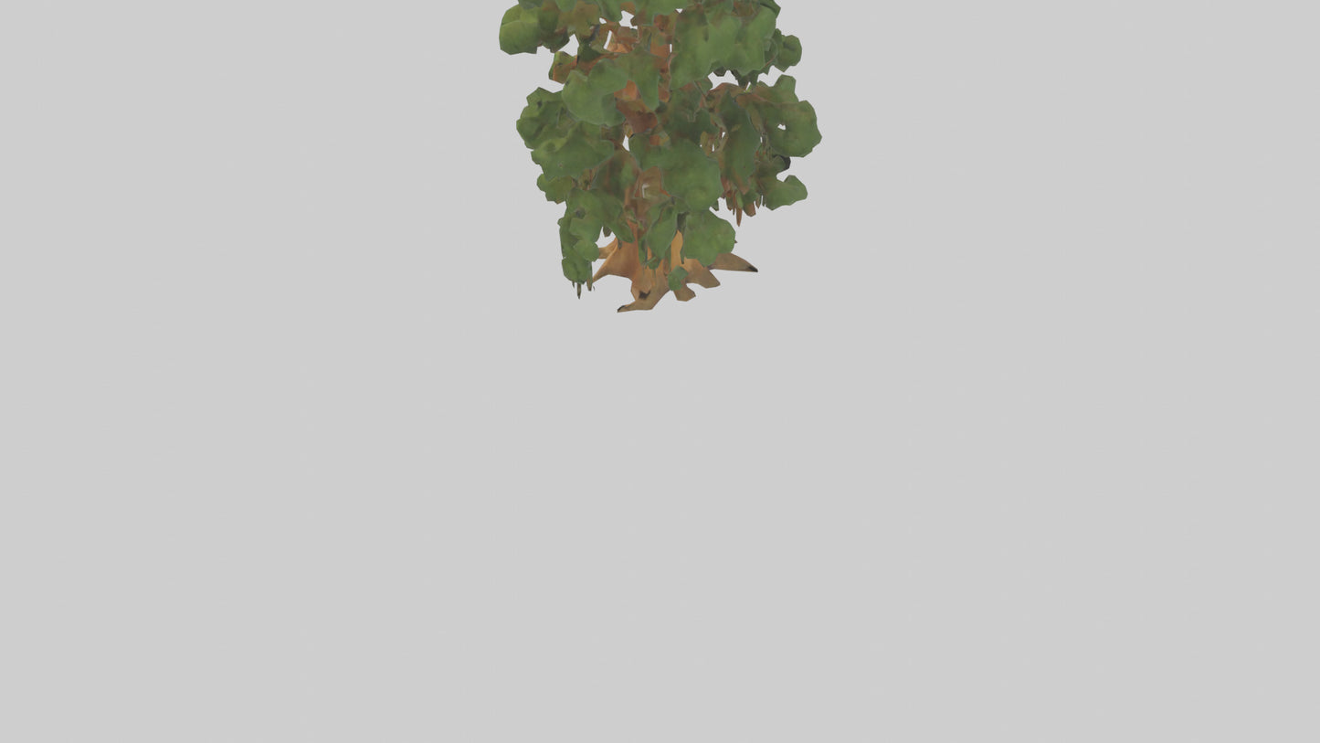 3D model Kauri tree model VR / AR / low-poly