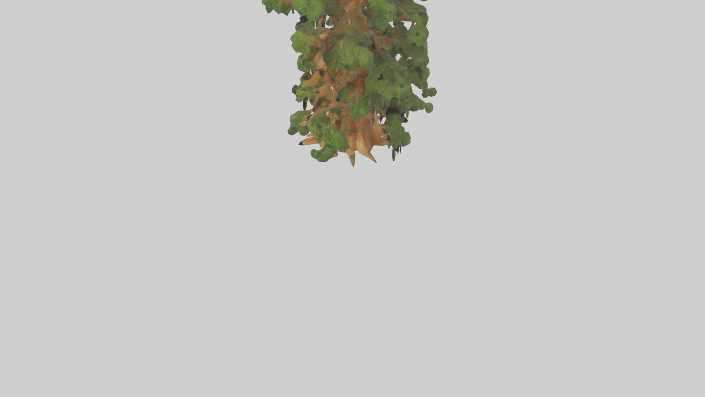 3D model Kauri tree model VR / AR / low-poly