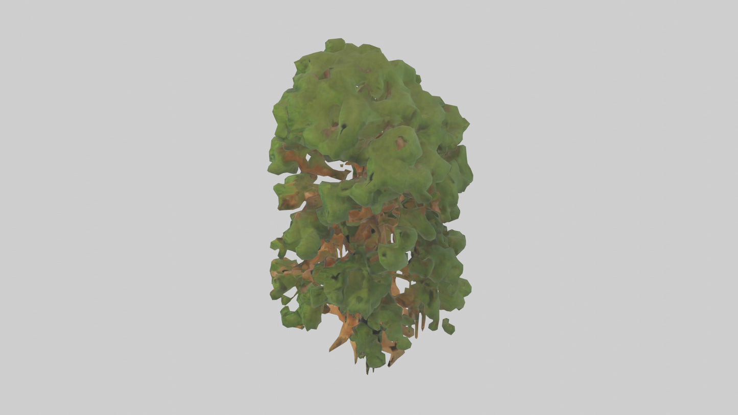 3D model Kauri tree model VR / AR / low-poly
