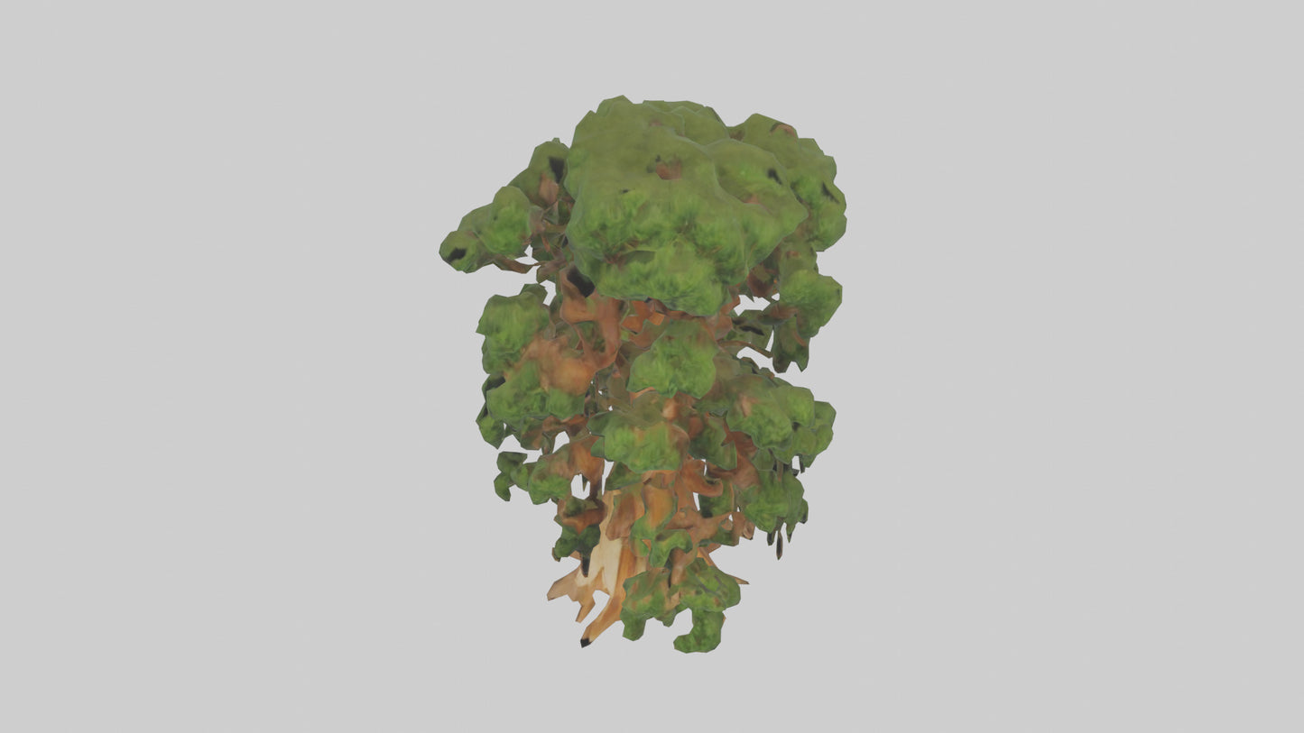 3D model Kauri tree model VR / AR / low-poly