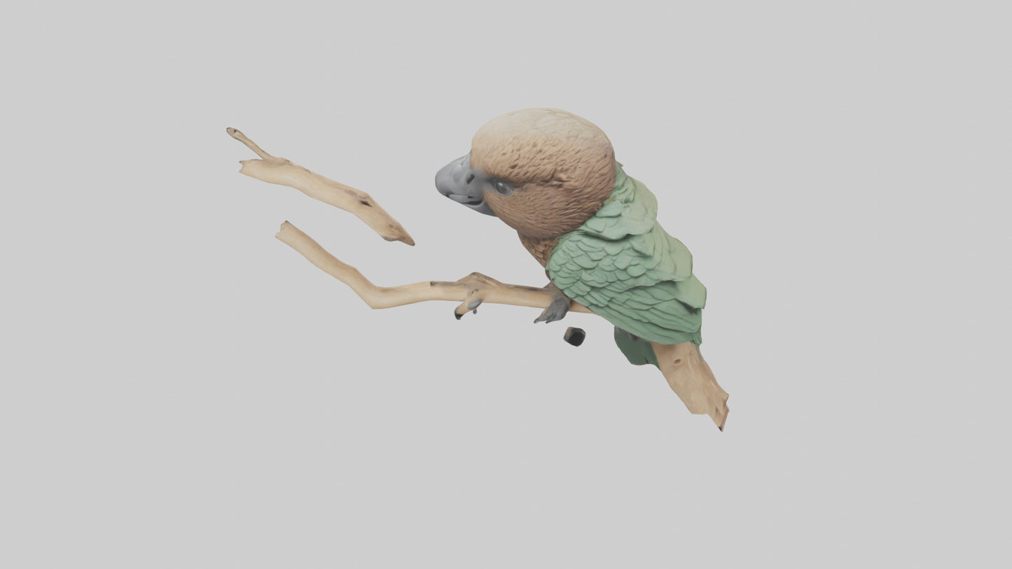 3D model Kea climbing branches model VR / AR / low-poly