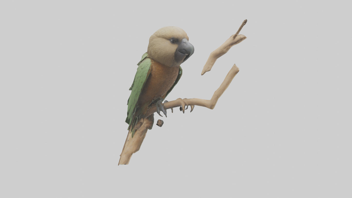 3D model Kea climbing branches model VR / AR / low-poly