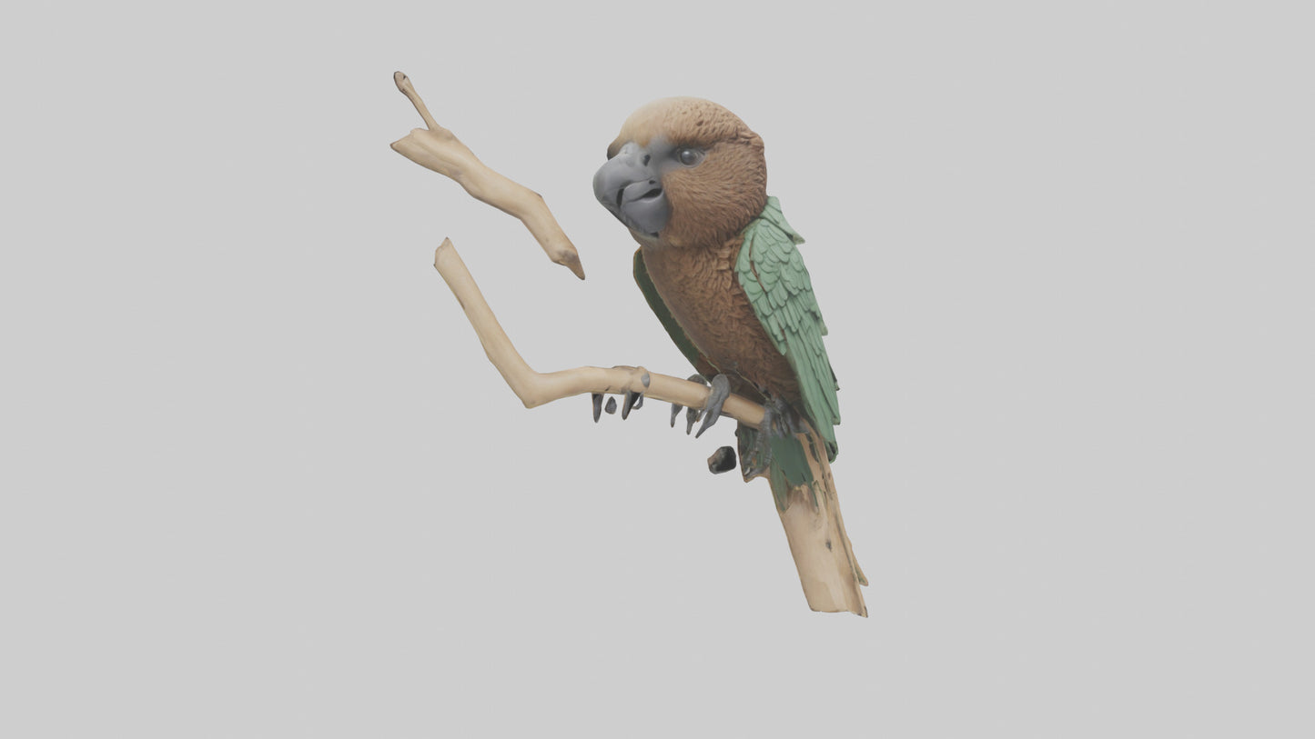 3D model Kea climbing branches model VR / AR / low-poly