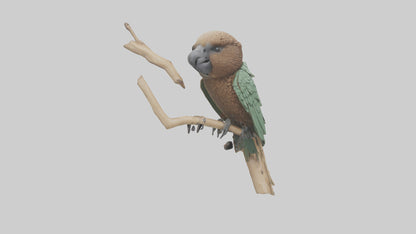 3D model Kea climbing branches model VR / AR / low-poly