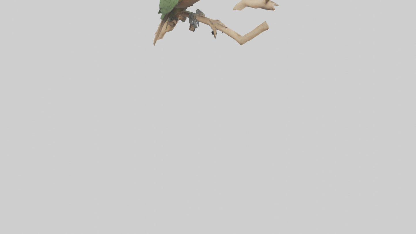 3D model Kea climbing branches model VR / AR / low-poly