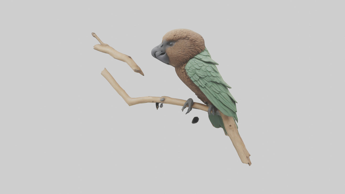 3D model Kea climbing branches model VR / AR / low-poly
