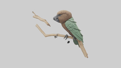 3D model Kea climbing branches model VR / AR / low-poly