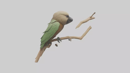3D model Kea climbing branches model VR / AR / low-poly