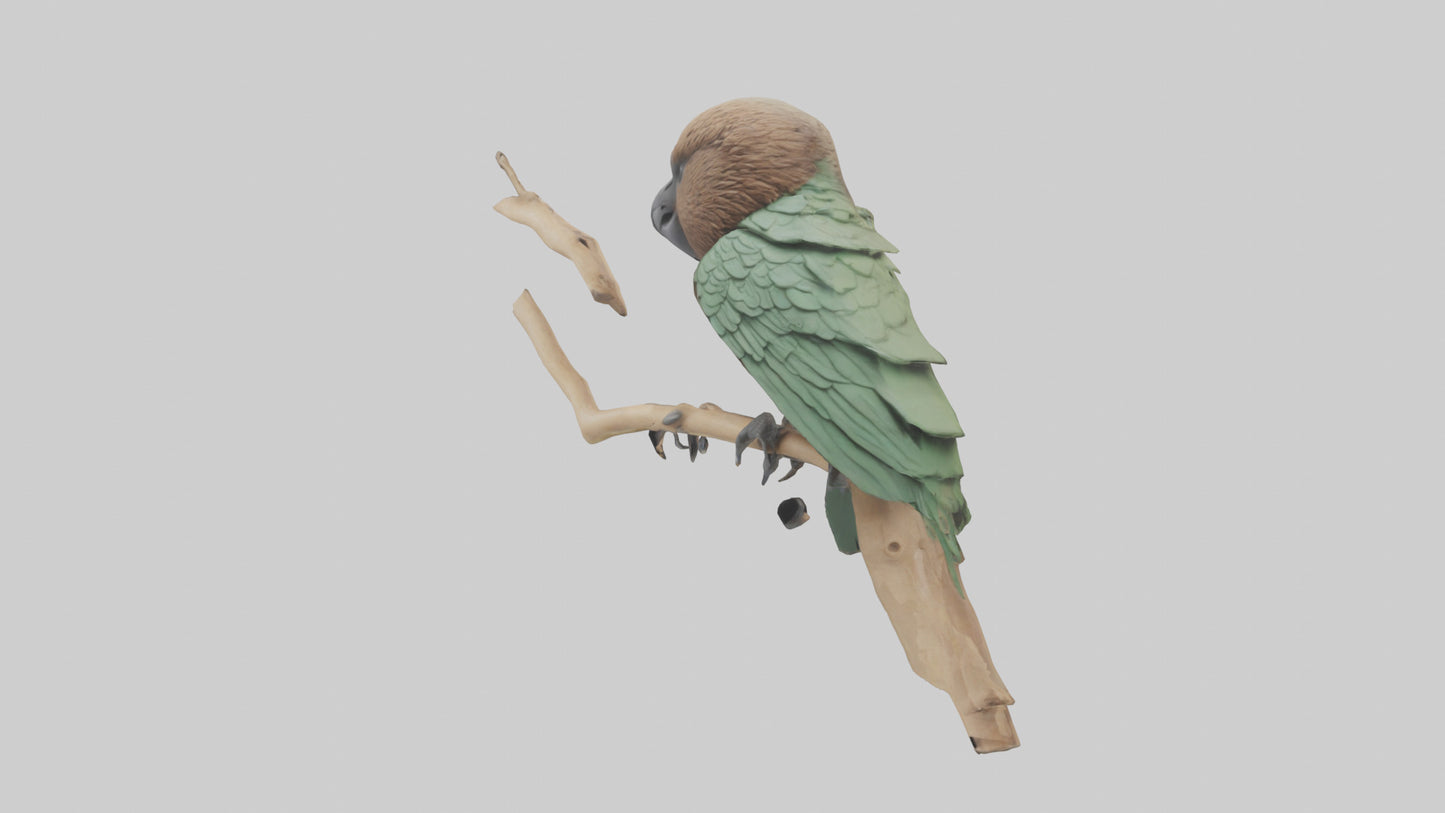 3D model Kea climbing branches model VR / AR / low-poly