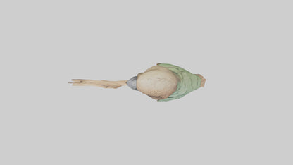 3D model Kea climbing branches model VR / AR / low-poly