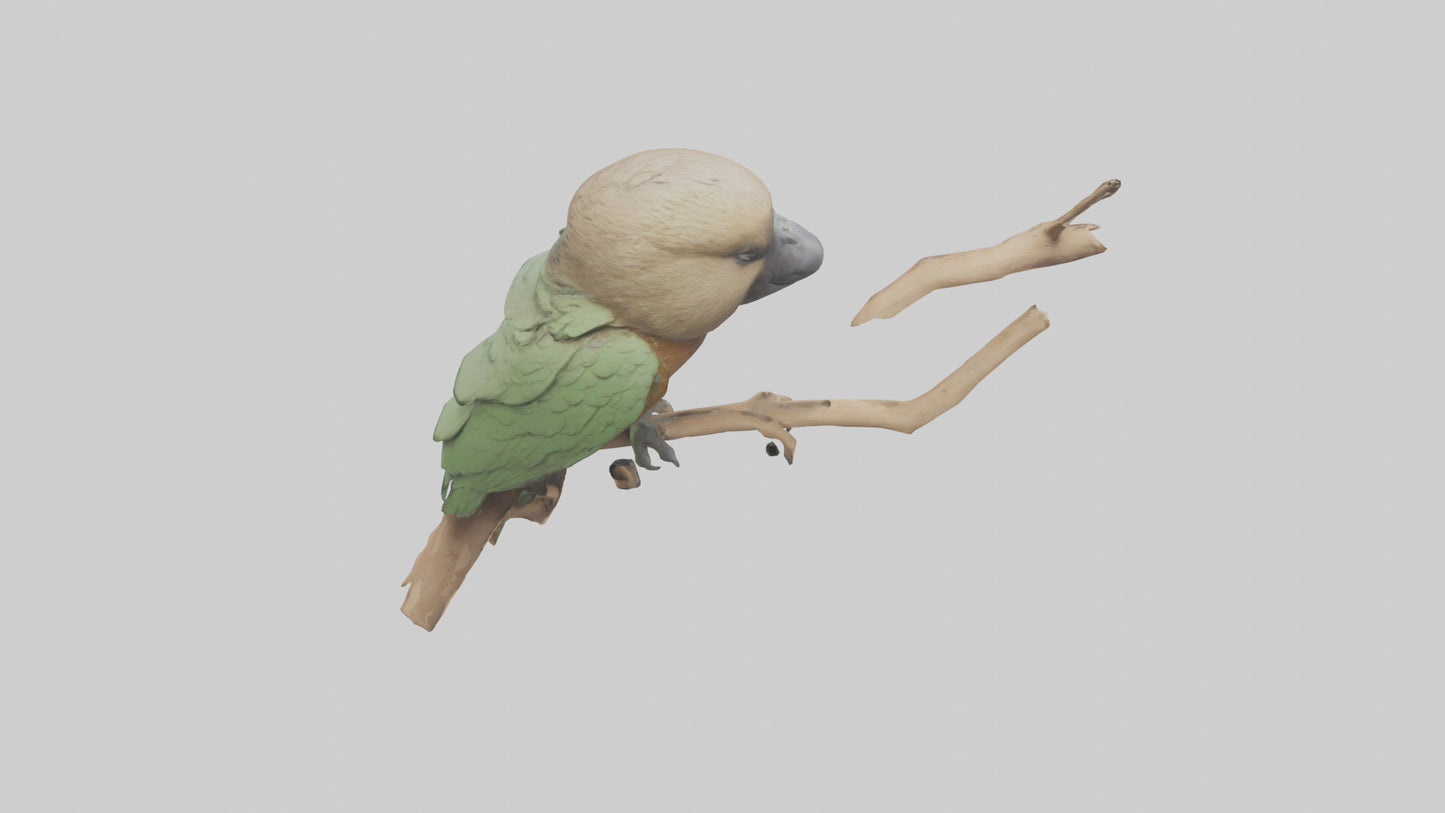 3D model Kea climbing branches model VR / AR / low-poly
