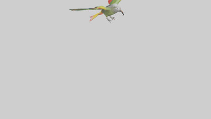 3D model Kea Parrot gliding model VR / AR / low-poly
