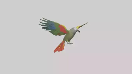 3D model Kea Parrot gliding model VR / AR / low-poly