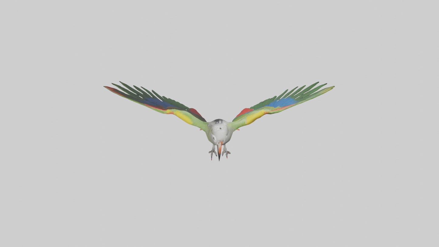 3D model Kea Parrot gliding model VR / AR / low-poly