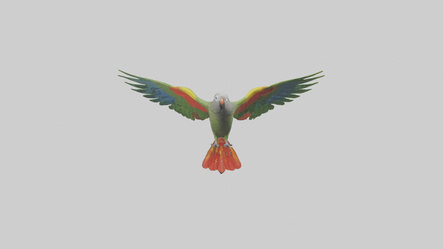 3D model Kea Parrot gliding model VR / AR / low-poly