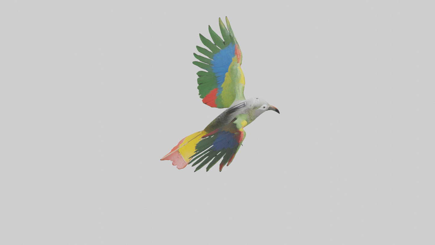 3D model Kea Parrot gliding model VR / AR / low-poly