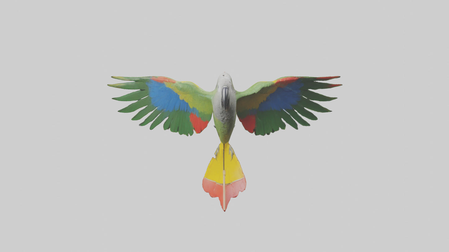 3D model Kea Parrot gliding model VR / AR / low-poly