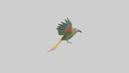 3D model Kea Parrot gliding model VR / AR / low-poly
