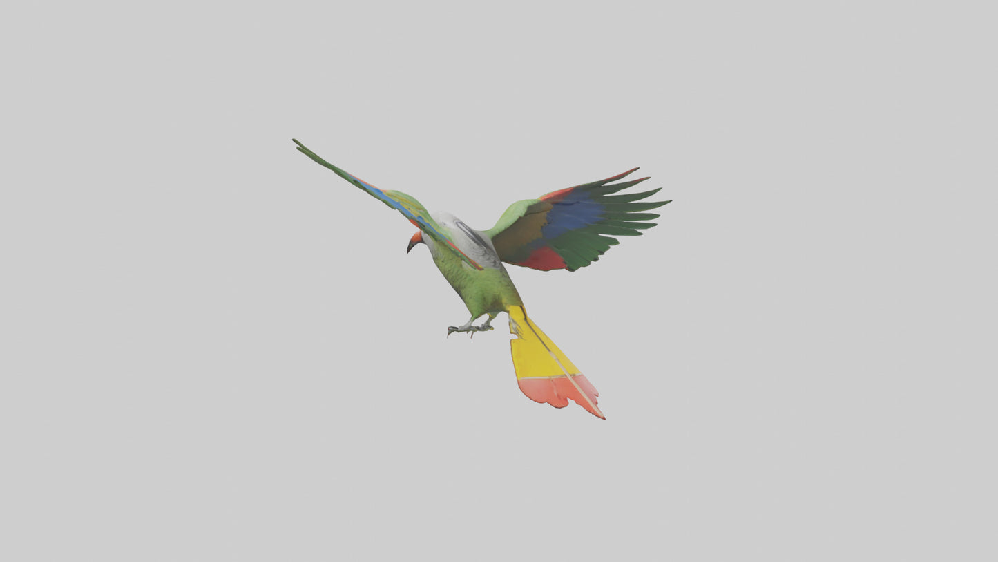 3D model Kea Parrot gliding model VR / AR / low-poly