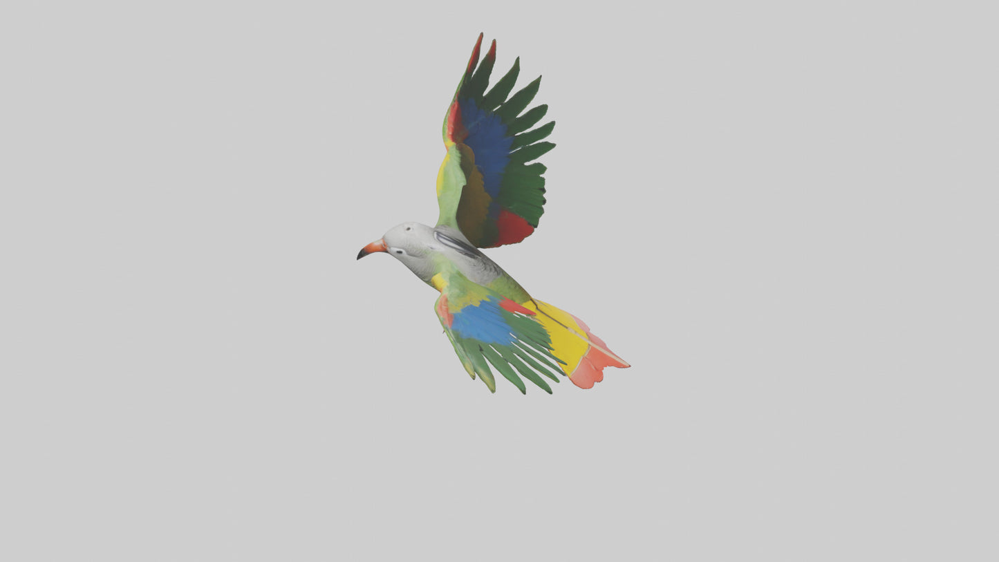 3D model Kea Parrot gliding model VR / AR / low-poly