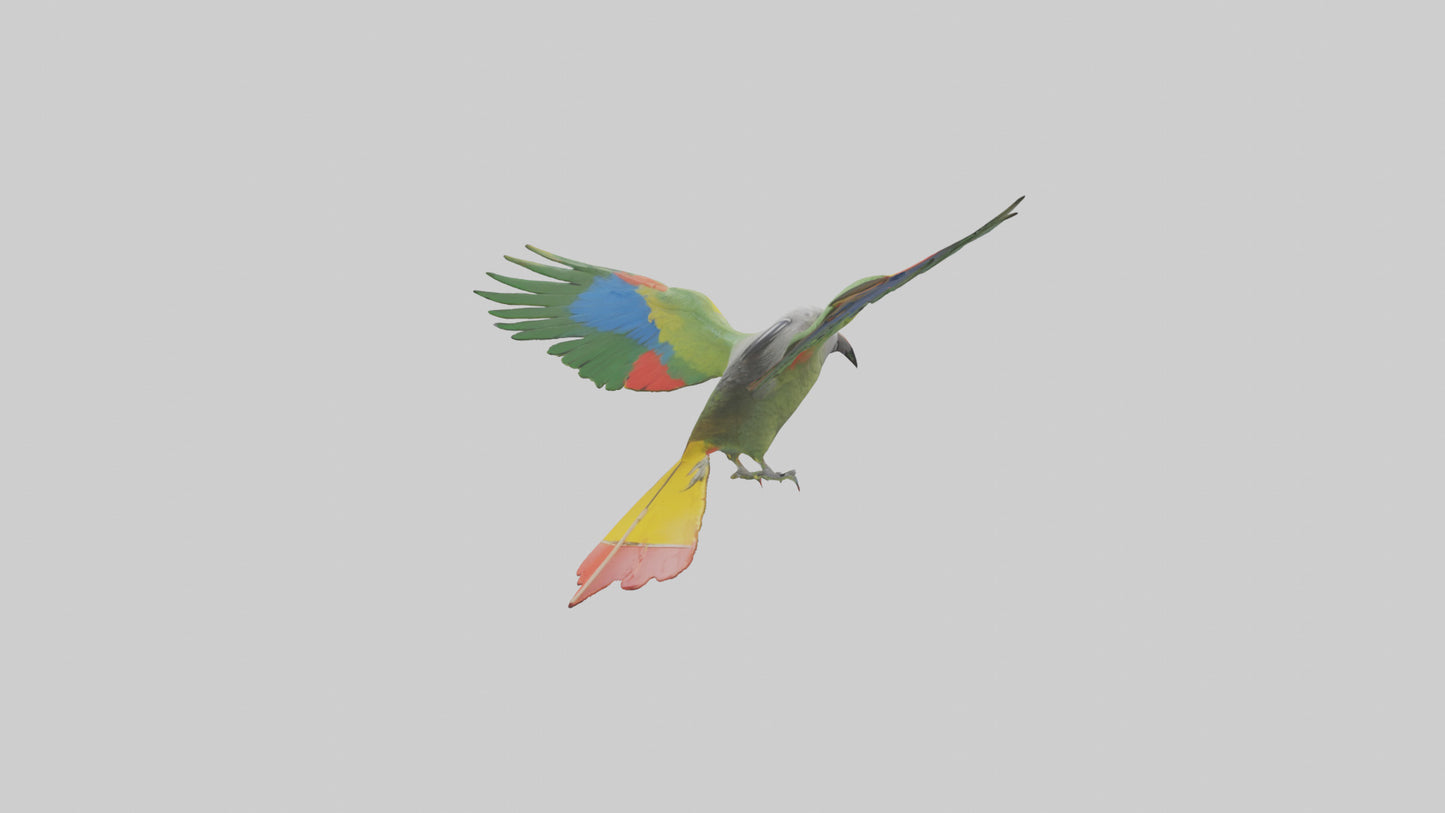 3D model Kea Parrot gliding model VR / AR / low-poly