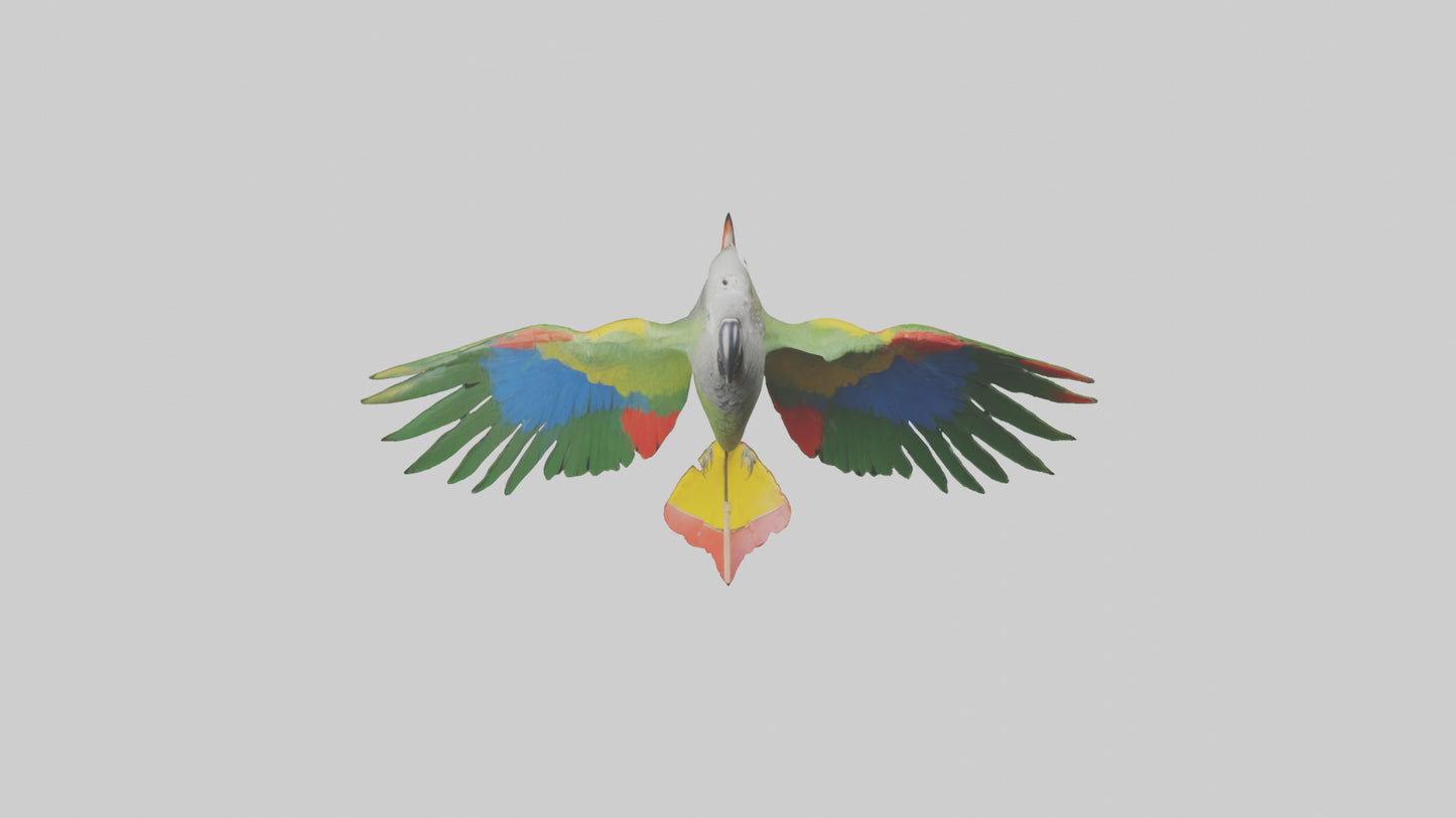 3D model Kea Parrot gliding model VR / AR / low-poly