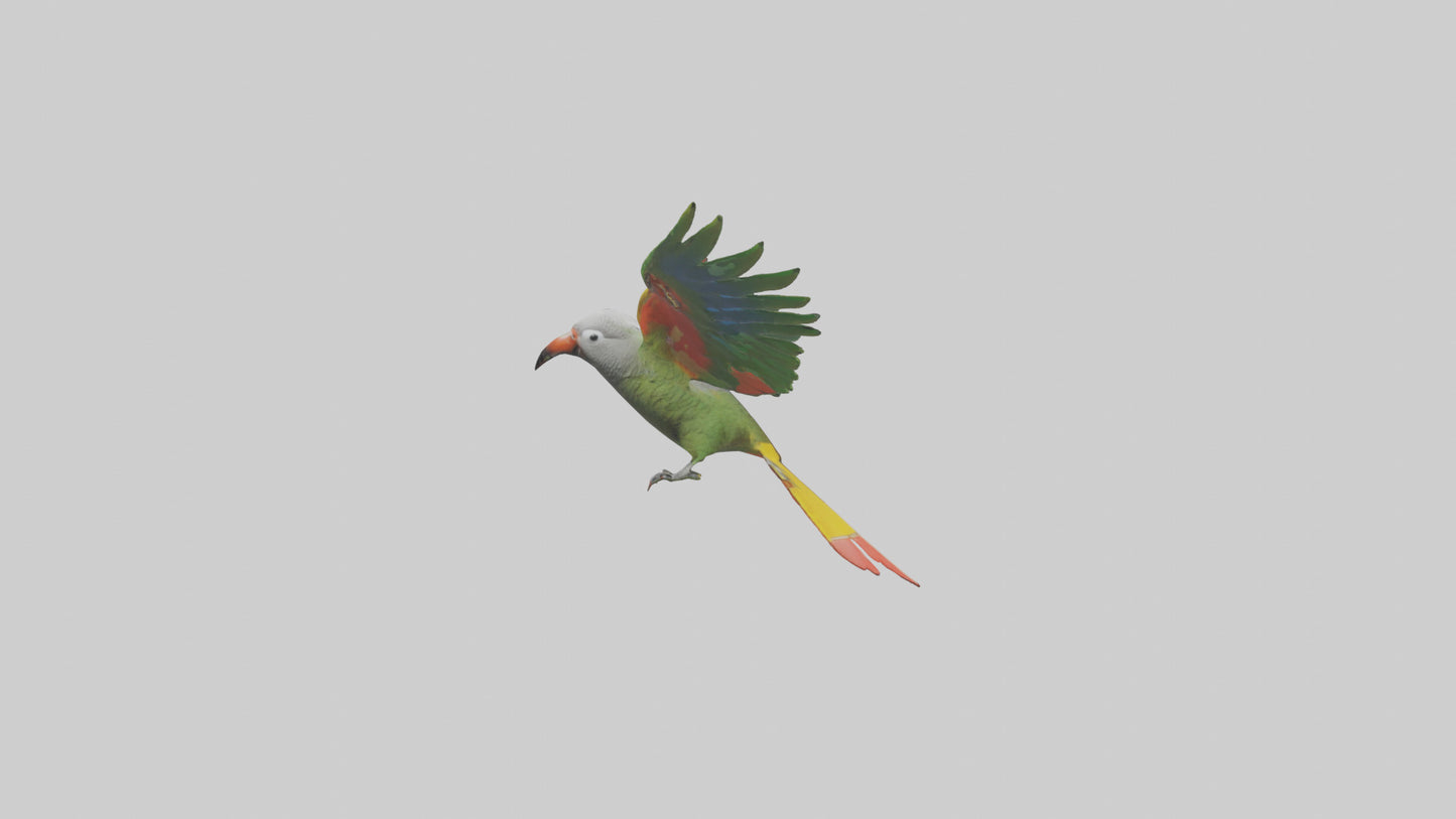 3D model Kea Parrot gliding model VR / AR / low-poly
