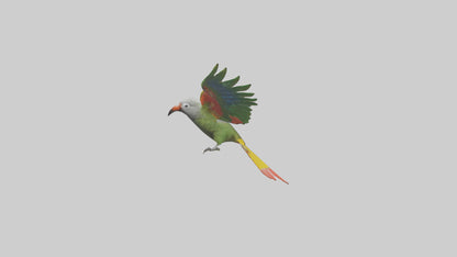 3D model Kea Parrot gliding model VR / AR / low-poly