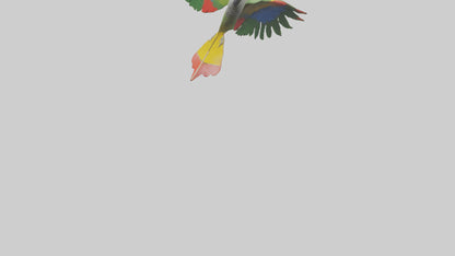 3D model Kea Parrot gliding model VR / AR / low-poly