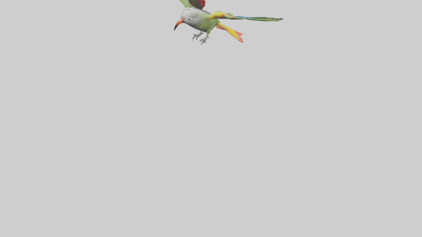 3D model Kea Parrot gliding model VR / AR / low-poly
