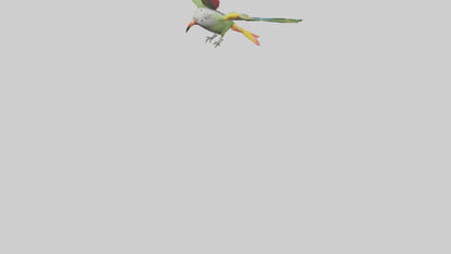 3D model Kea Parrot gliding model VR / AR / low-poly