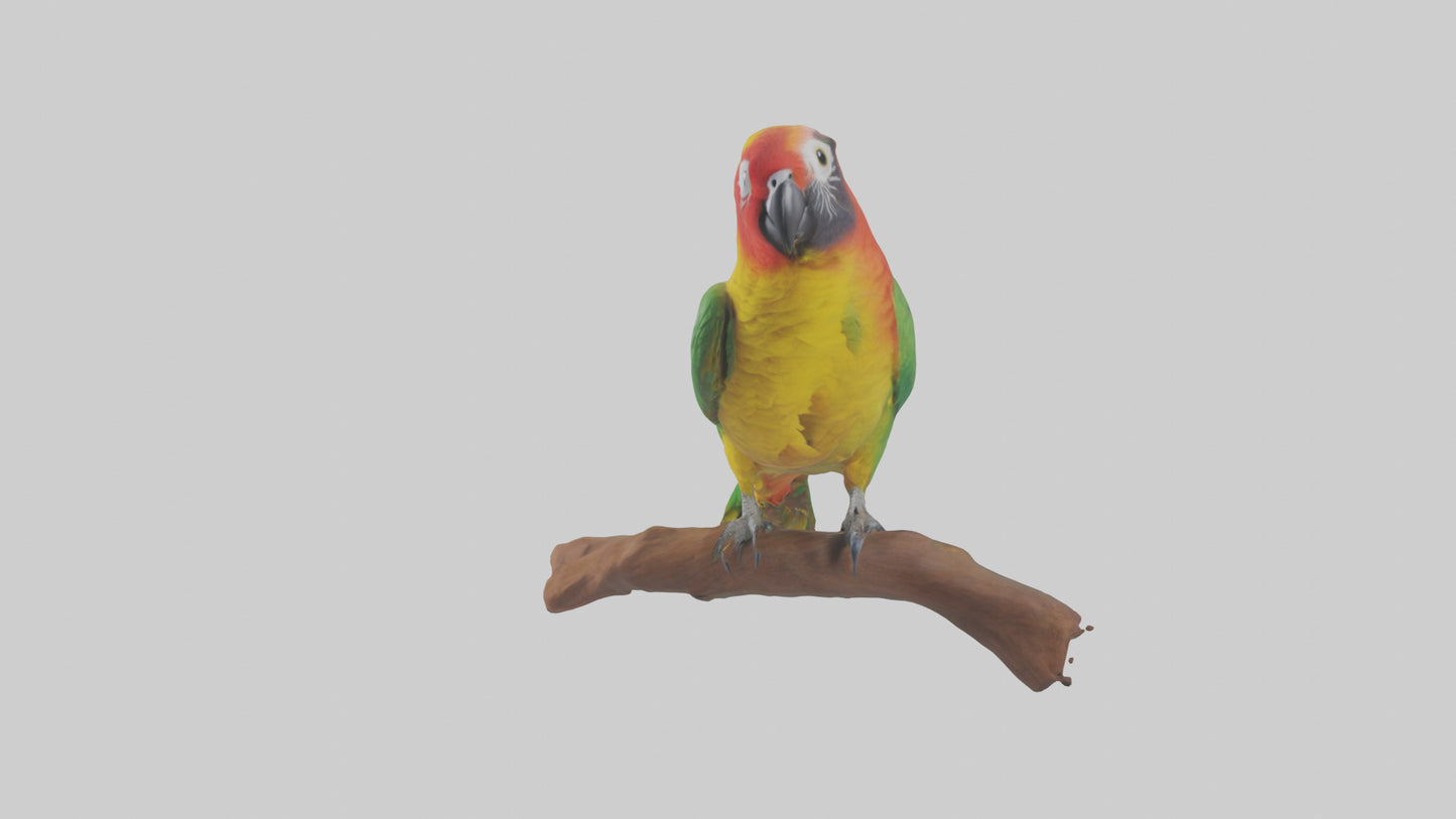 3D model Kea parrot perched model VR / AR / low-poly