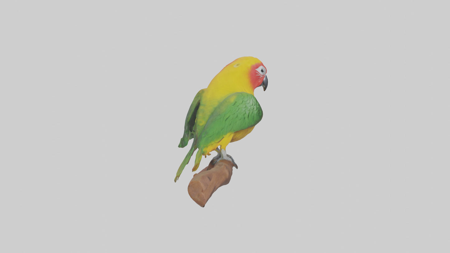 3D model Kea parrot perched model VR / AR / low-poly