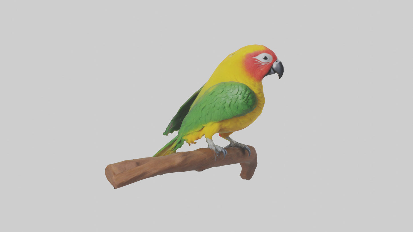 3D model Kea parrot perched model VR / AR / low-poly