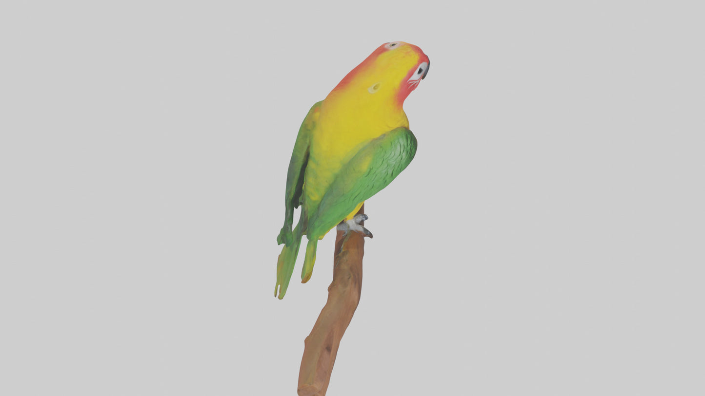 3D model Kea parrot perched model VR / AR / low-poly