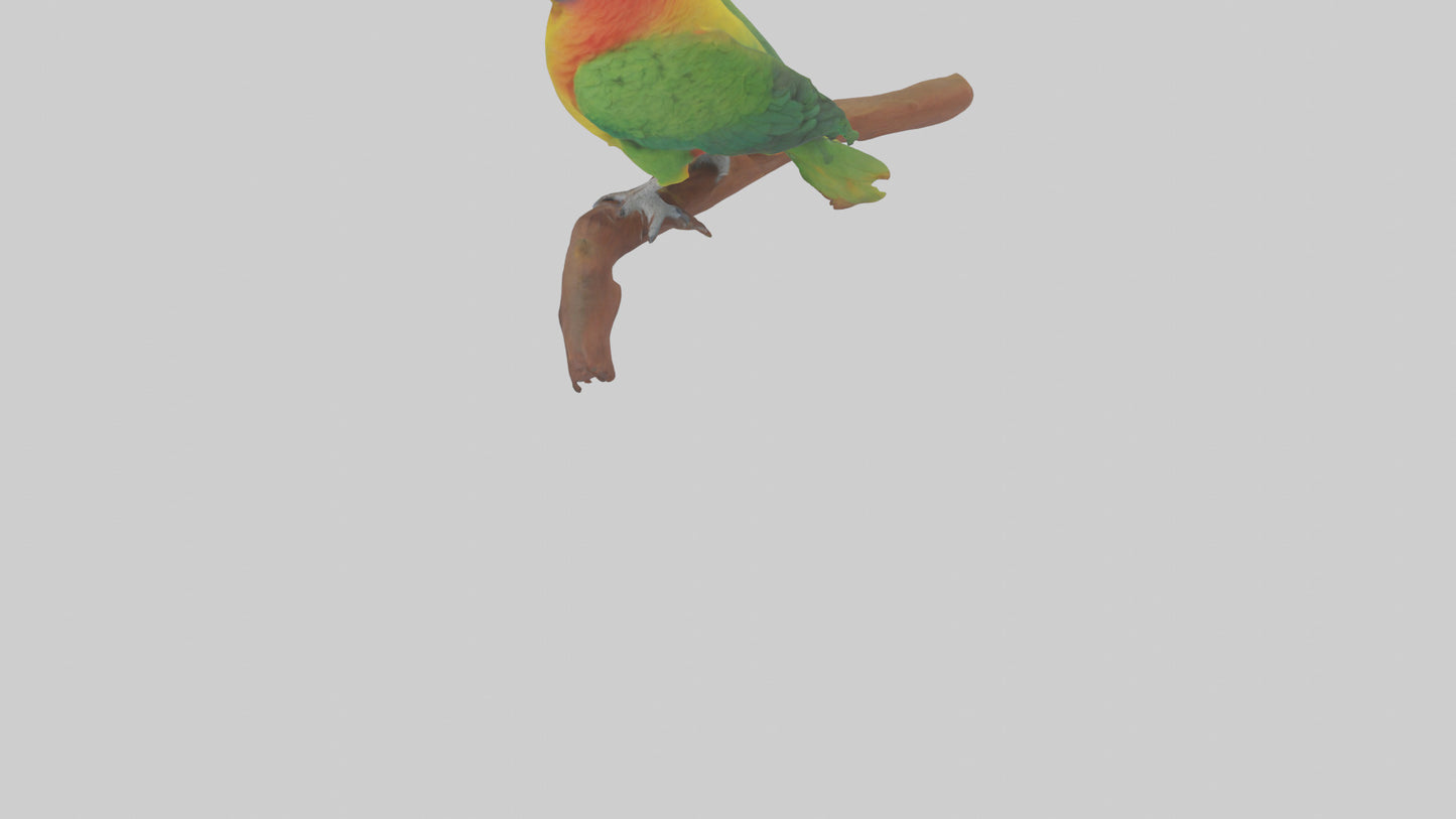 3D model Kea parrot perched model VR / AR / low-poly