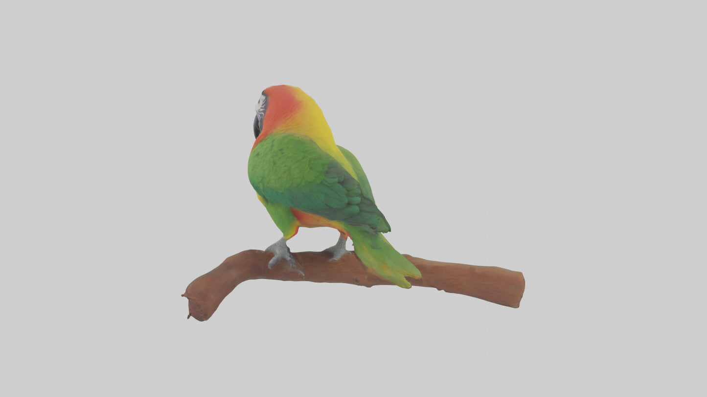 3D model Kea parrot perched model VR / AR / low-poly