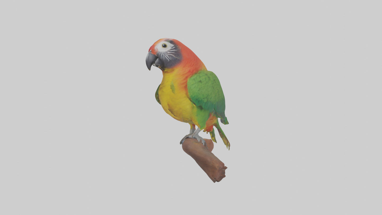 3D model Kea parrot perched model VR / AR / low-poly