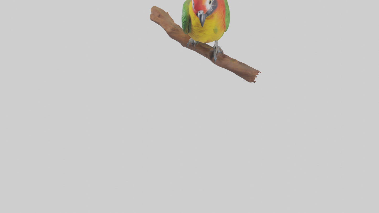 3D model Kea parrot perched model VR / AR / low-poly