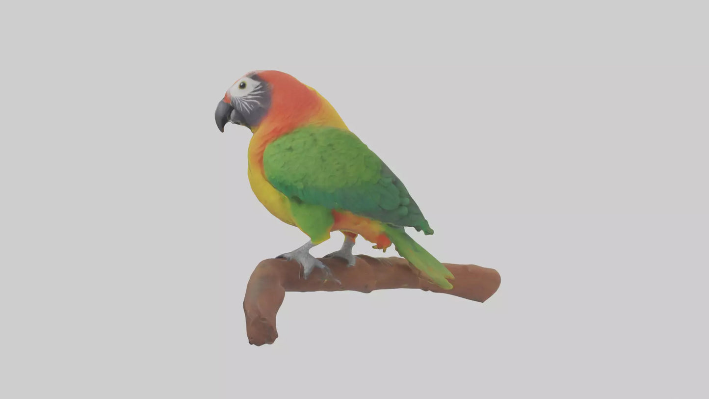3D model Kea parrot perched model VR / AR / low-poly