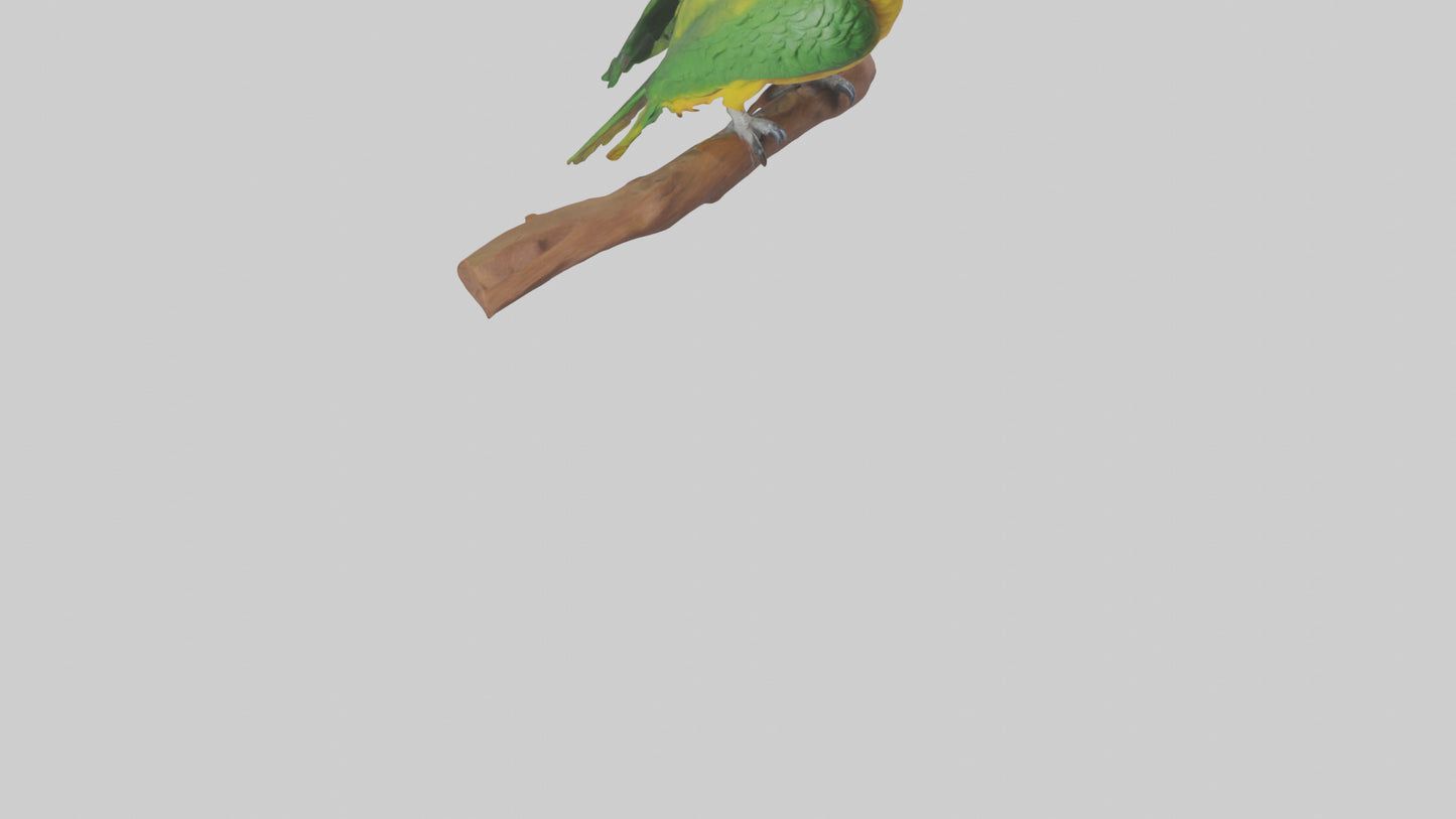 3D model Kea parrot perched model VR / AR / low-poly