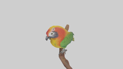 3D model Kea parrot perched model VR / AR / low-poly