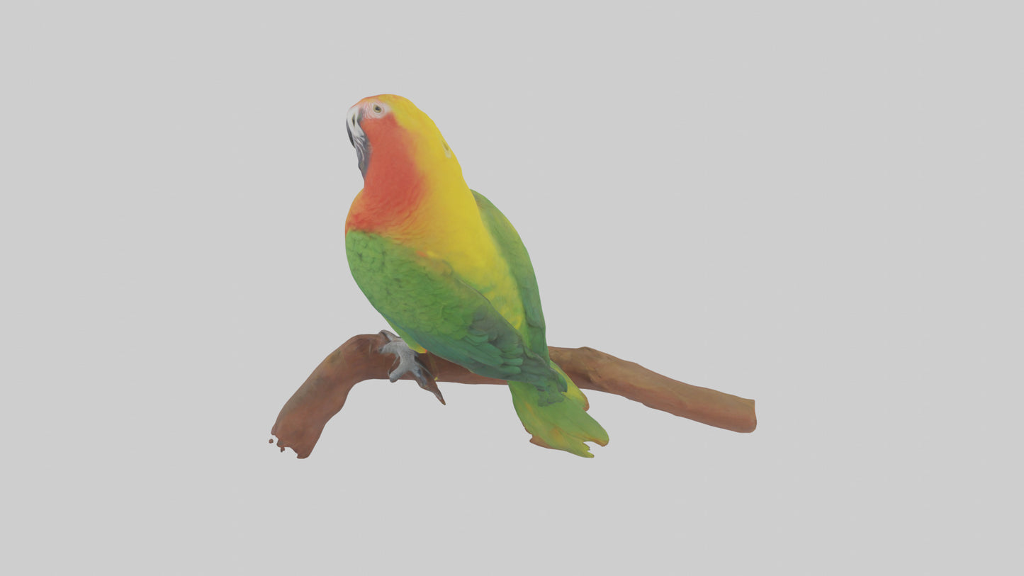3D model Kea parrot perched model VR / AR / low-poly